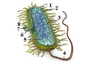 Célula procariótica. De 1 a 8, respectivamente: plasmídeo, citoplasma, nucleoide, flagelo, ribossomo, membrana, parede celular e cápsula.