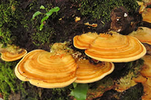 Alguns fungos apresentam corpos de frutificação, como é o caso das orelhas-de-pau.
