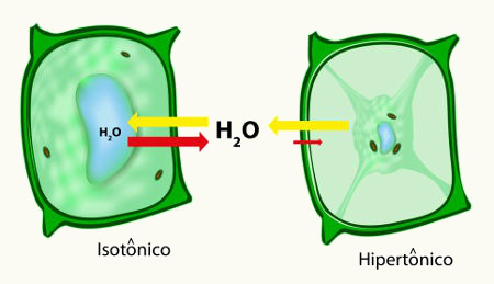 Representação do fenômeno da osmose em uma célula vegetal