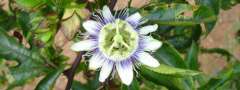 Flor: característica marcante do filo das angiospermas