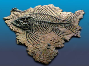Fóssil de um peixe