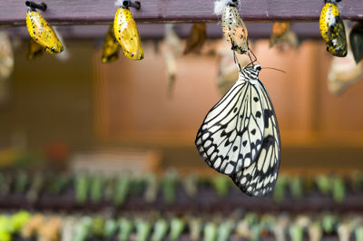A borboleta é um inseto que sofre metamorfose completa