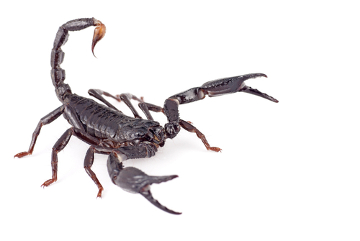 Os escorpiões são artrópodes pertencentes ao grupo dos aracnídeos