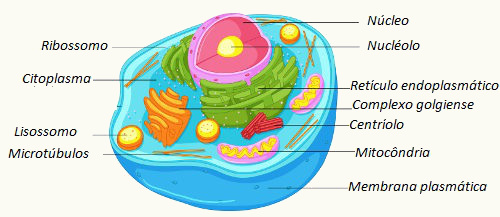 Observe as principais partes de uma célula