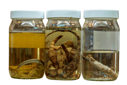 Três espécimes de lagartos conservados em solução de formol