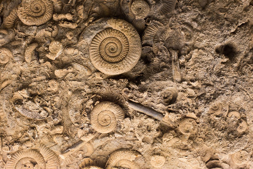 Os fósseis mostram como eram as formas de vida no passado