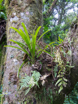 As plantas epífitas procuram abrigo em outras plantas
