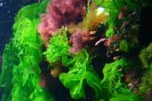  Alface-do-mar (Ulva lactuca): alga multicelular pertencente ao filo das clorofíceas.