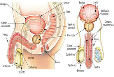 Sistema genital masculino