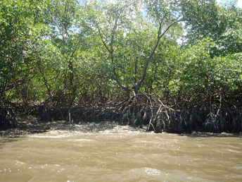 O manguezal é típico de áreas litorâneas