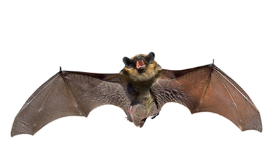 Os morcegos usam o eco de seu próprio grito para localizar obstáculos