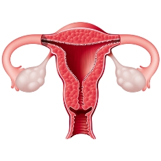 Em uma gestação normal, o embrião desenvolve-se na cavidade uterina