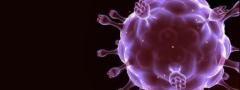 Vírus: ser vivo ou sistema molecular não vivo?