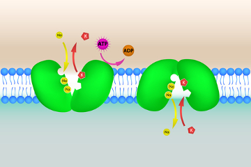 Observe o transporte dos íons sódio e potássio através de proteínas especializadas