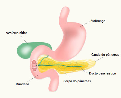 O pâncreas é uma glândula mista, ou seja, possui porção endócrina e exócrina