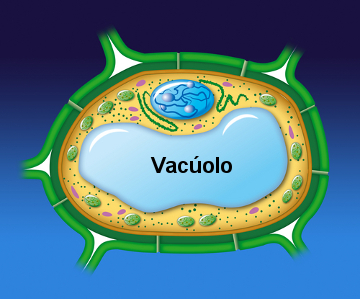 Observe como o vacúolo pode ocupar grande parte da célula