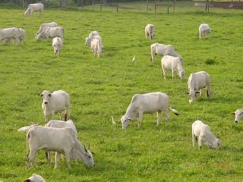 A criação de gado é uma das práticas da pecuária.