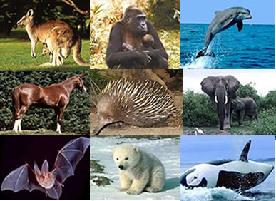 Os mamíferos formam o grupo mais evoluído e mais conhecido dos cordados