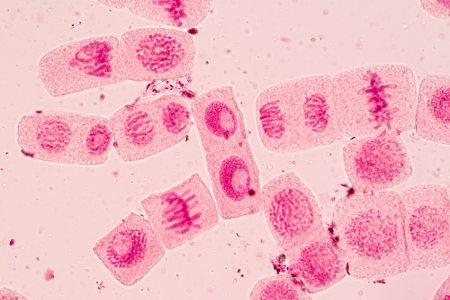 As células diploides apresentam dois conjuntos cromossômicos