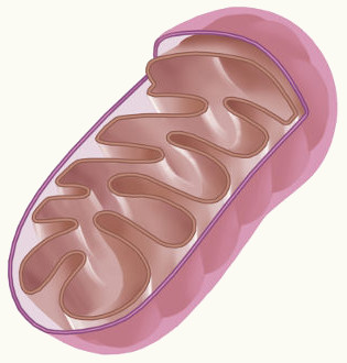 Algumas etapas da respiração celular ocorrem na mitocôndria