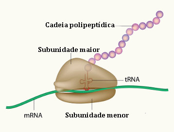 Para a realização da síntese de proteínas, são necessários os três tipos de RNA