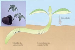 A interferência de fatores externos no crescimento dos vegetais. 