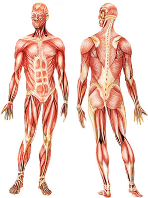 Os músculos, em conjunto com os ossos, fazem a movimentação e a locomoção do nosso corpo