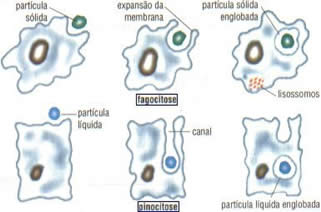 Atuação lisossômica nas partículas englobadas por pinocitose ou fagocitose.