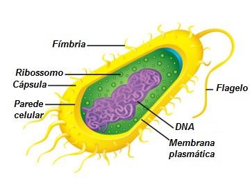 Observe a estrutura básica de uma bactéria