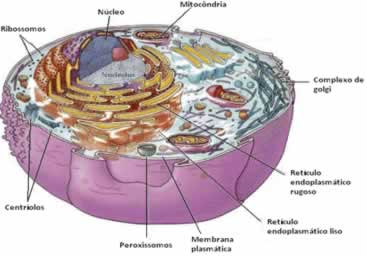 Célula animal contendo os dois tipos de retículo endoplasmático