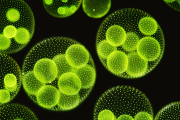 Um exemplo de colônia isomorfa é a alga Volvox sp
