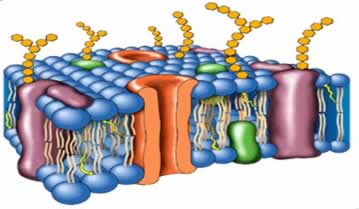 A membrana plasmática é composta por uma camada lipoproteica