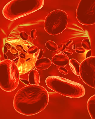 Além do sistema ABO, os seres humanos também apresentam o sistema MN de grupos sanguíneos