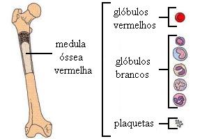 Os tipos celulares que a medula óssea é capaz de formar.