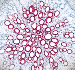 As células em vermelho são células do xilema