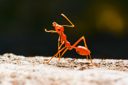 O nome usual do ácido fórmico tem relação com as formigas
