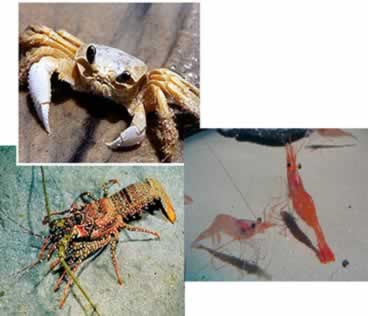 Algumas espécies de crustáceos: siri, lagosta e camarões
