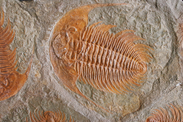 Os trilobitas eram abundantes no período Cambriano