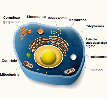 O peroxissomo é uma organela celular esférica de cerca de 0,5 ?m de diâmetro