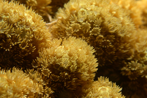 Corais: colônia isomorfa.