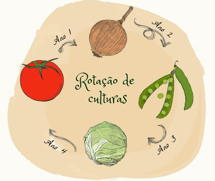 A rotação de culturas ilustrada na imagem representa a alternância de cultivos em uma mesma área.