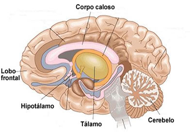 O sistema nervoso central é formado pelo encéfalo e pela medula espinhal