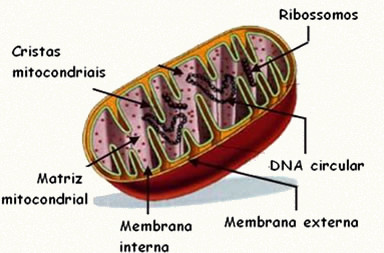 As mitocôndrias são responsáveis pela produção de energia para todas as atividades celulares.