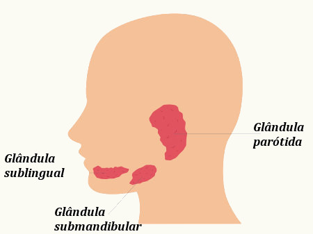 Três principais tipos de glândulas salivares: parótidas, submandibulares e sublinguais