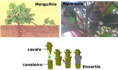 A reprodução assexuada nas angiospermas também pode ser chamada de propagação vegetativa