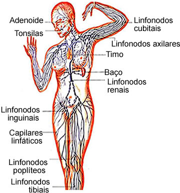 Os linfonodos estão espalhados por todo o nosso corpo