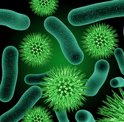 As bactérias autotróficas são capazes de produzir o próprio alimento através da quimiossíntese ou da fotossíntese