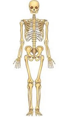 O esqueleto nos dá sustentação e protege nossos órgãos