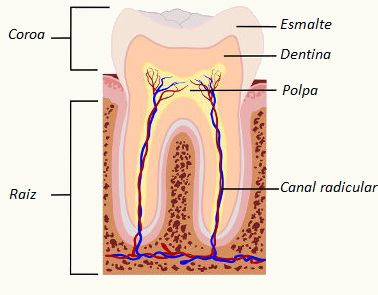 Veja as partes de um dente