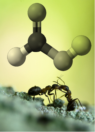 O ácido fórmico recebe esse nome porque está presente em grande quantidade na formiga vermelha